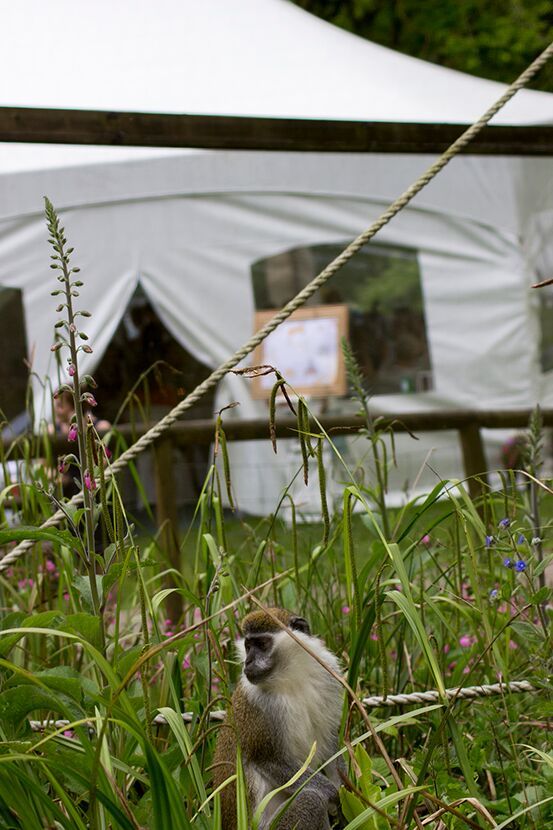Gallery Item 9 for Dartmoor Zoological Park